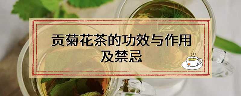 贡菊花茶的功效与作用及禁忌