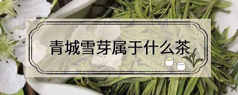 青城雪芽属于什么茶