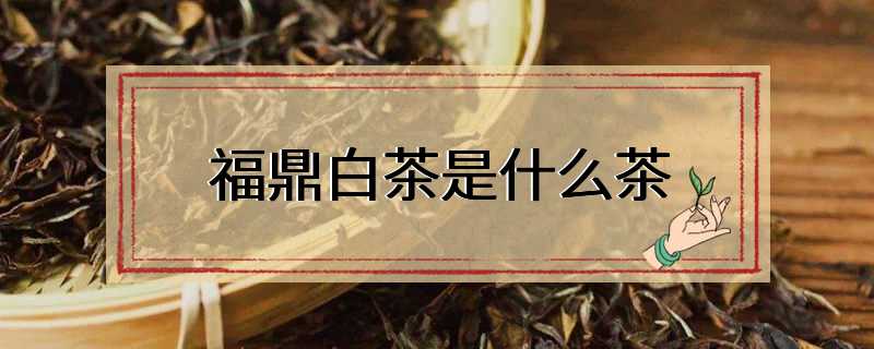 福鼎白茶是什么茶