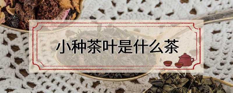 小种茶叶是什么茶