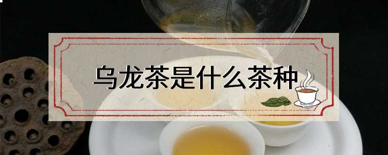 乌龙茶是什么茶种