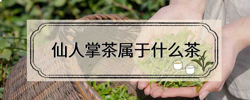 仙人掌茶属于什么茶