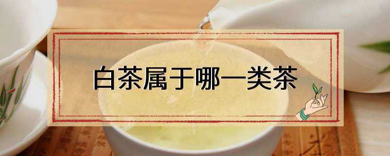 白茶属于哪一类茶