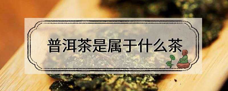 普洱茶是属于什么茶