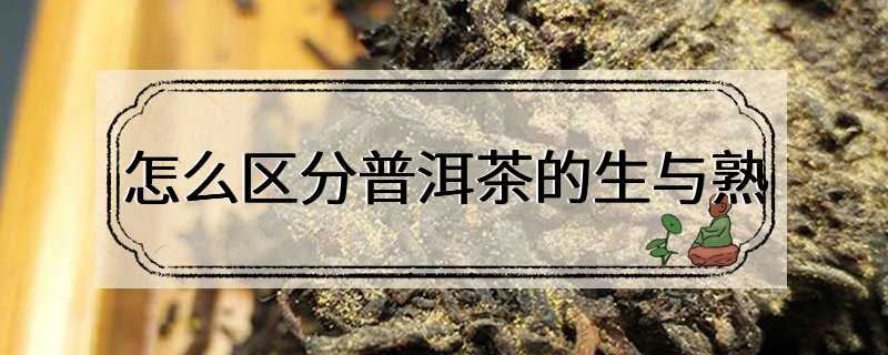 怎么区分普洱茶的生与熟