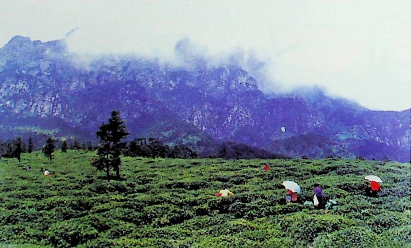 怎么选庐山云雾茶