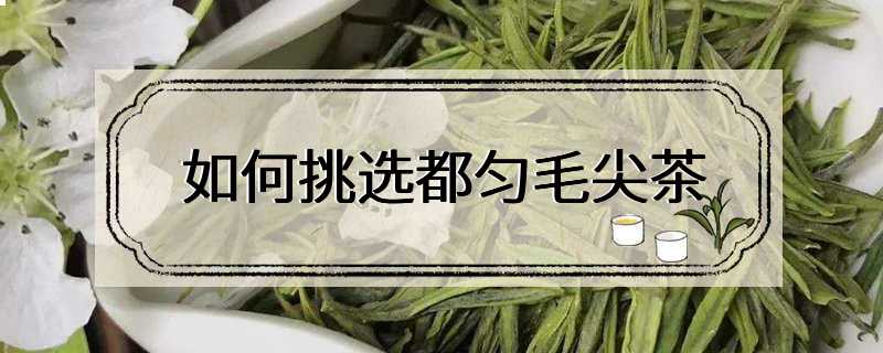 如何挑选都匀毛尖茶