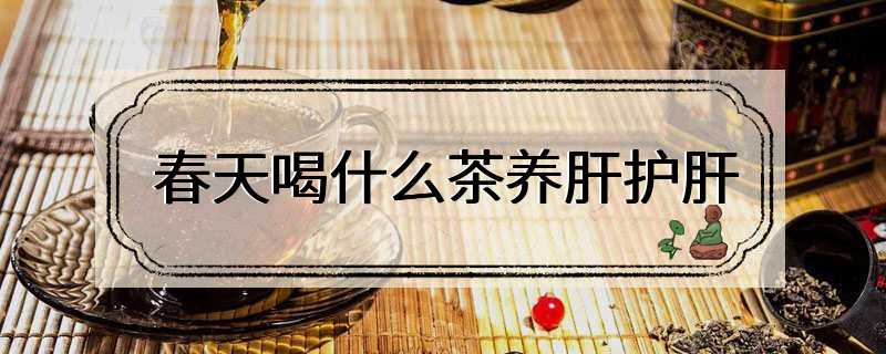 春天喝什么茶养肝护肝