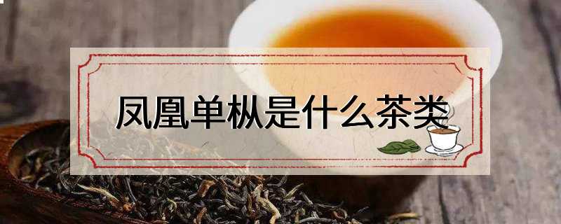 凤凰单枞是什么茶类