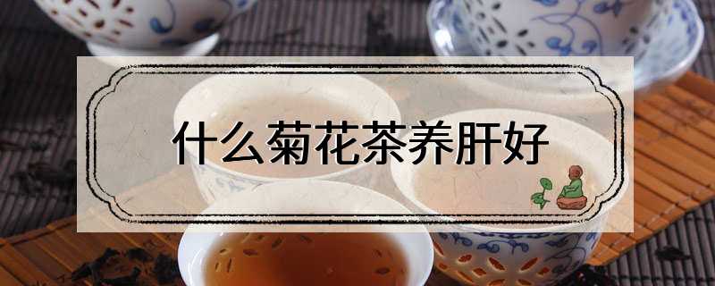 什么菊花茶养肝好