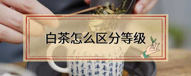 白茶怎么区分等级