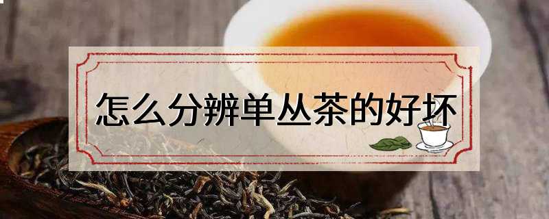 怎么分辨单丛茶的好坏