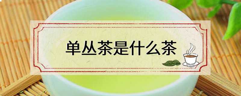 单丛茶是什么茶