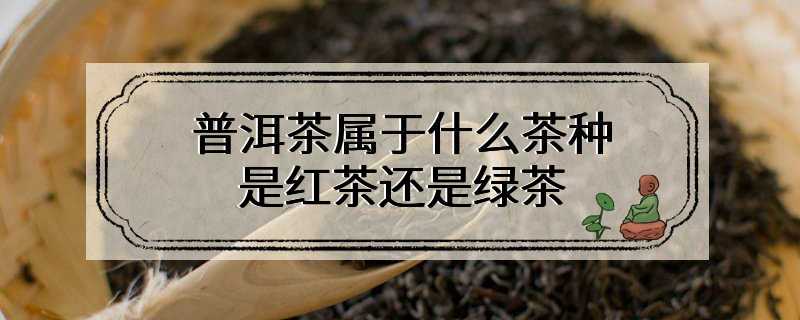 普洱茶属于什么茶种是红茶还是绿茶