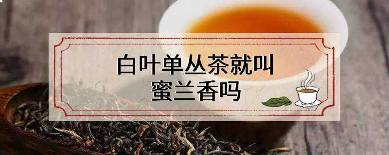 白叶单丛茶就叫蜜兰香吗