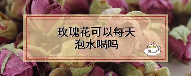 玫瑰花可以每天泡水喝吗