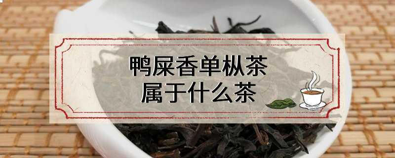 鸭屎香单枞茶属于什么茶