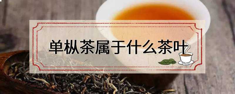 单枞茶属于什么茶叶