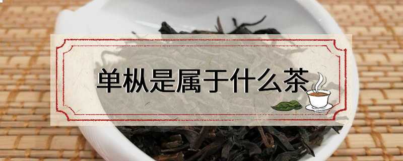 单枞是属于什么茶