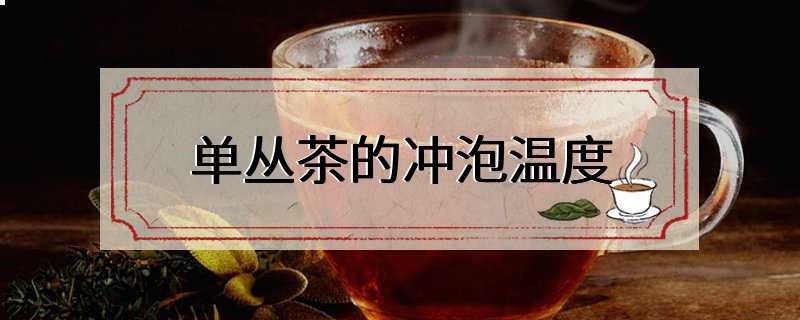 单丛茶的冲泡温度