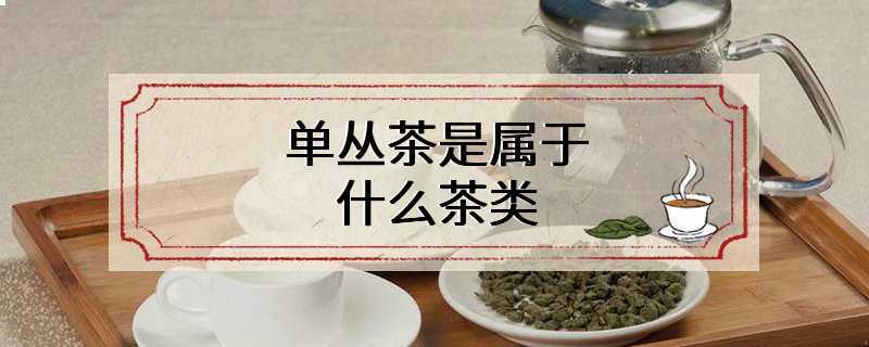 单丛茶是属于什么茶类