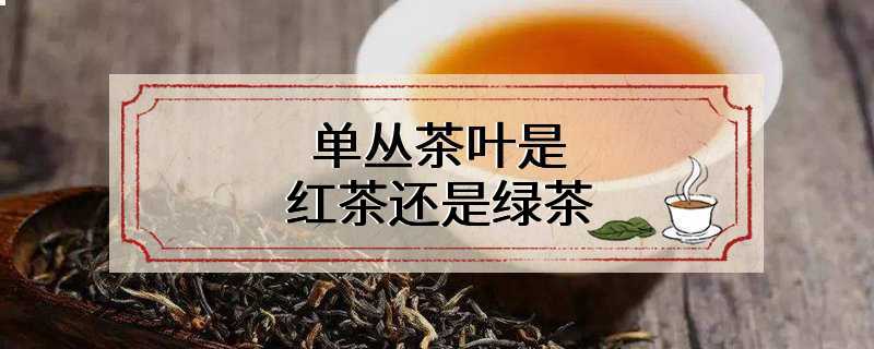 单丛茶叶是红茶还是绿茶