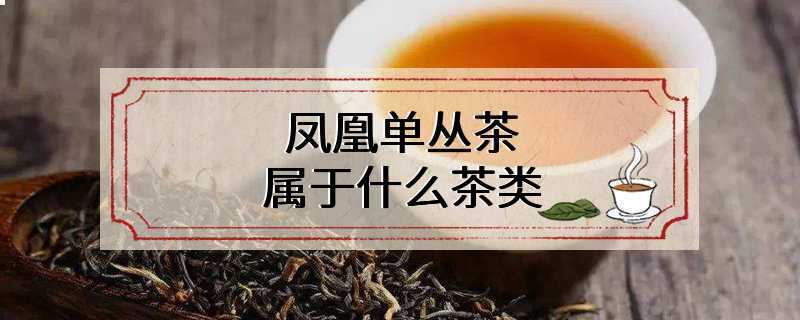 凤凰单丛茶属于什么茶类