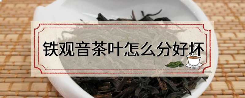 铁观音茶叶怎么分好坏