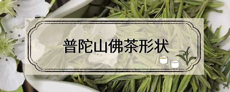 普陀山佛茶形状