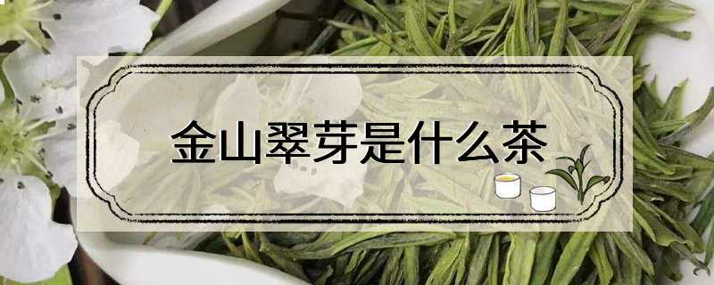 金山翠芽是什么茶