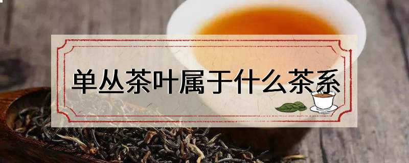 单丛茶叶属于什么茶系