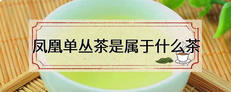 凤凰单丛茶是属于什么茶