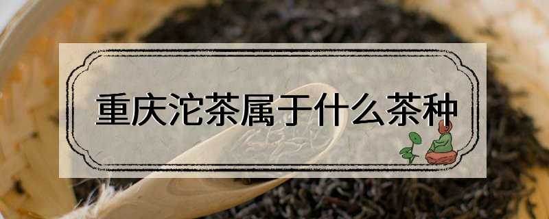 重庆沱茶属于什么茶种