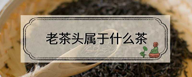 老茶头属于什么茶