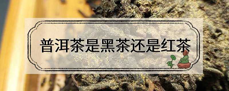 普洱茶是黑茶还是红茶