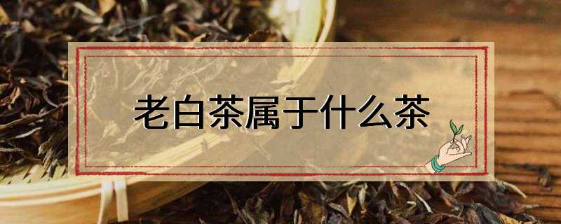 老白茶属于什么茶