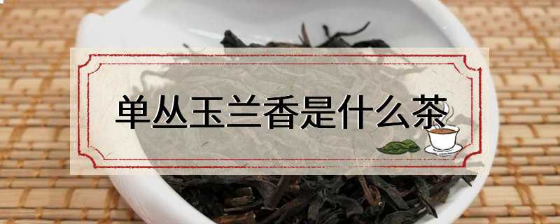 单丛玉兰香是什么茶