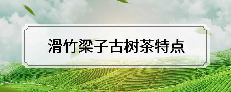 滑竹梁子古树茶特点