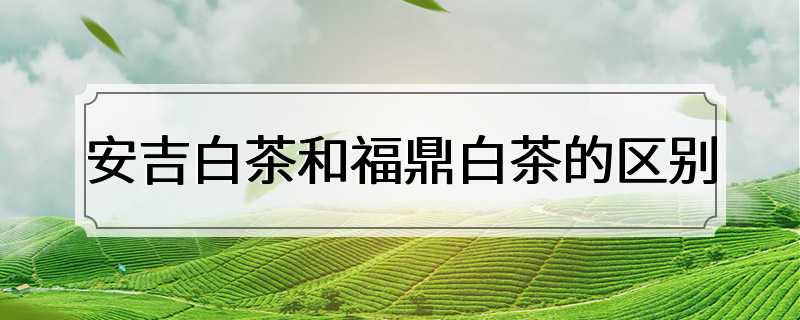 安吉白茶和福鼎白茶的区别