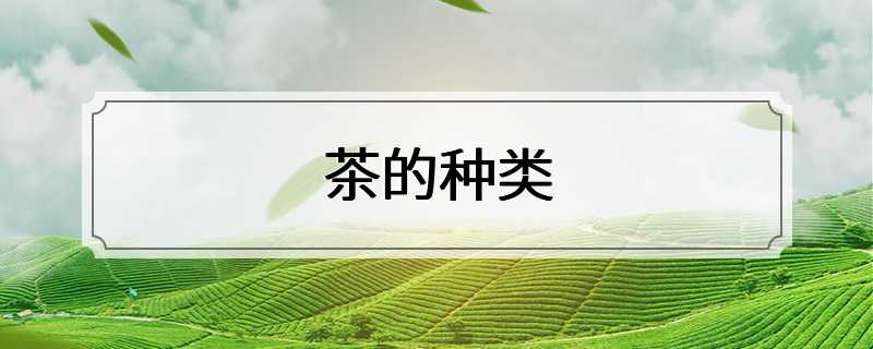 茶的种类