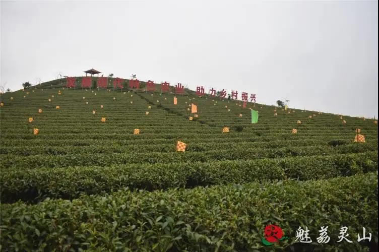 有关于钦州最好的春茶，原来产自灵山陆屋镇的信息(4)