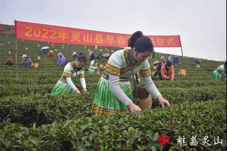 有关于钦州最好的春茶，原来产自灵山陆屋镇的信息(1)