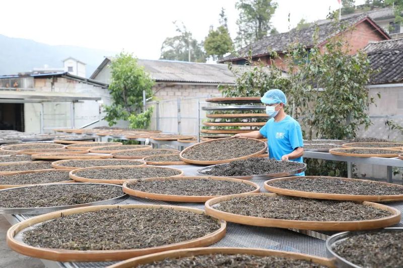 有关于当直播电商“遇见”普洱茶香  订单、销量、收入的消息(10)