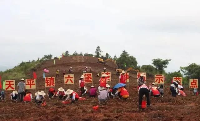 关于天平镇开展“石榴情系西江畔 六堡茶香古道边”主题种茶活动的最新消息