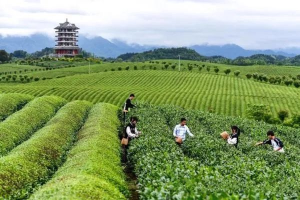 有关于“五四”青年节：青春执教 “茶”上闪光的新闻