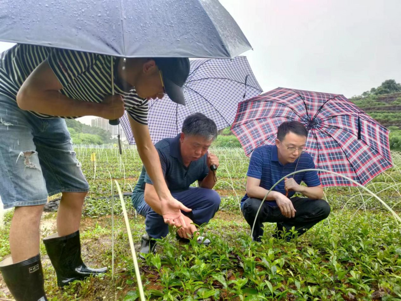 关于江西农科院谢枫博士团下乡助力铜鼓县茶产业振兴的信息