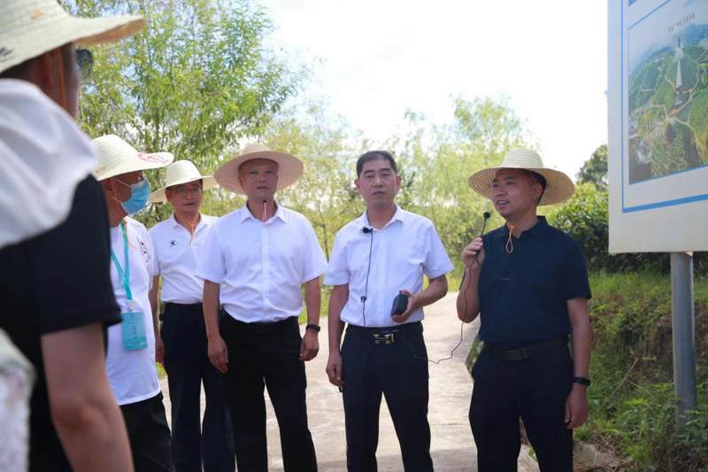 有关于践行“三茶”理念 做强政和白茶： 产销对接面对面 茶业发展添动力的信息(1)