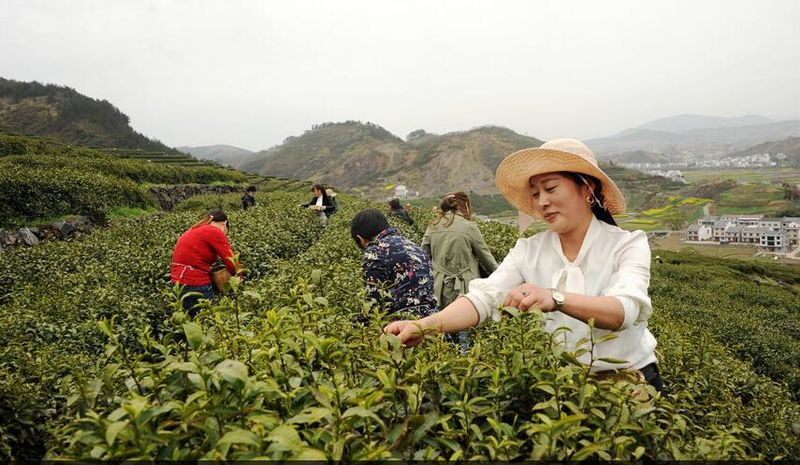 有关于湖北竹山：产品矩阵让“小茶叶”晋级“大茶业”的新闻(1)