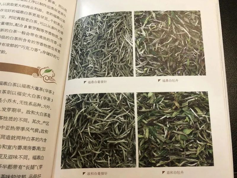 有关于解读华茶一号——福鼎大白茶！的信息(5)