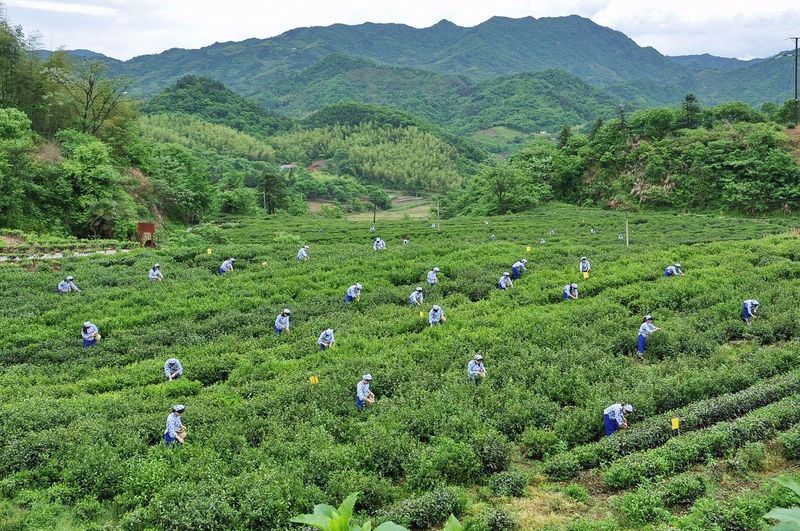 关于申遗成功！六安瓜片制作技艺入选人类非遗名录的消息(11)